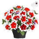 Bild von Petunia TP26 Red picotee